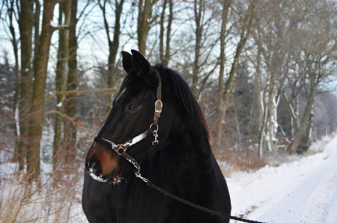 Anden særlig race Wajes Nevada - Velkommen til Romantikerens profil <3 billede 1