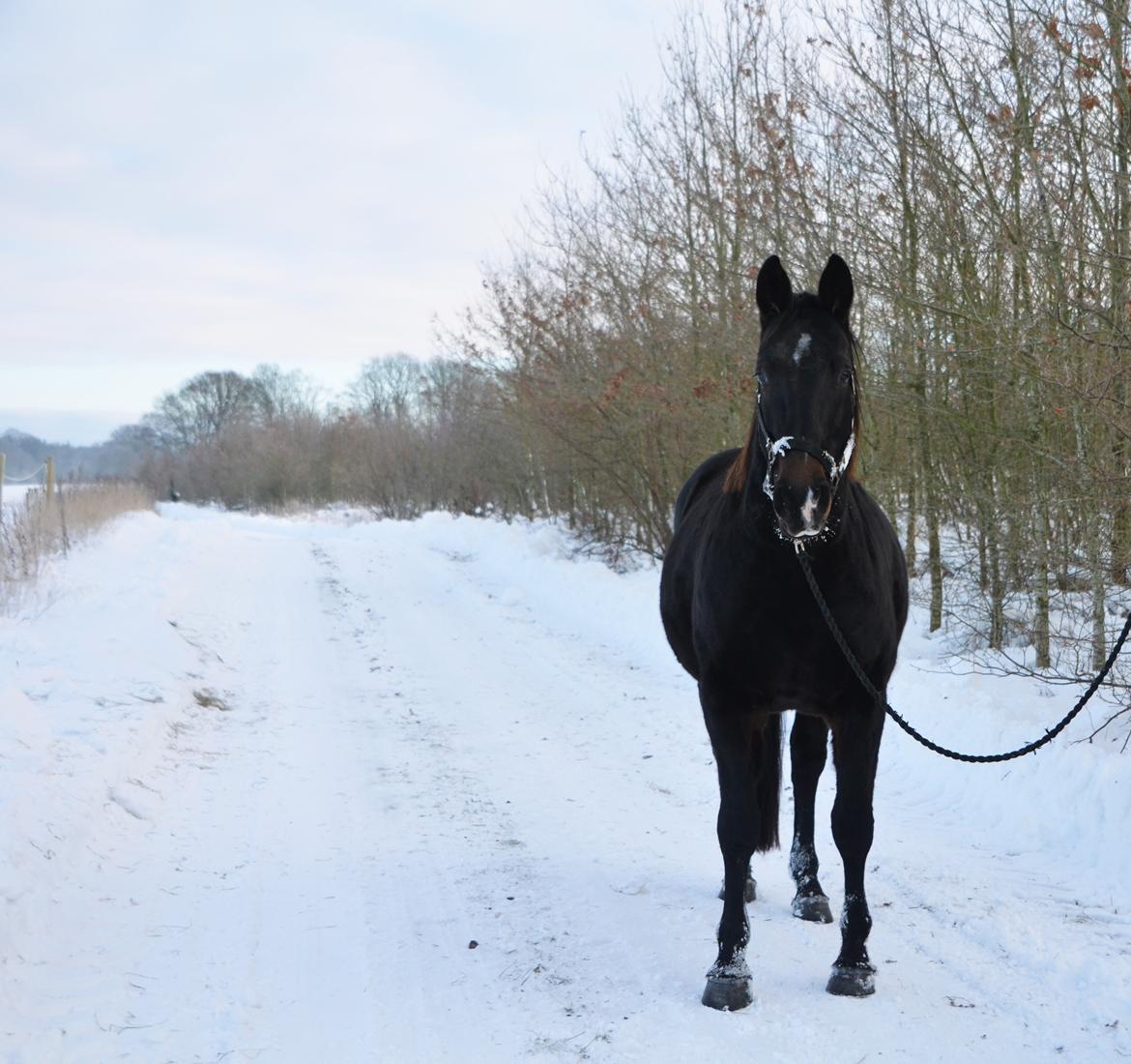 Anden særlig race Wajes Nevada billede 3