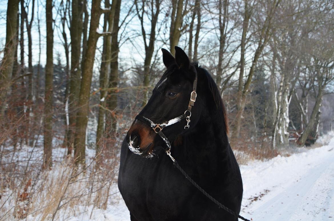 Anden særlig race Wajes Nevada billede 6