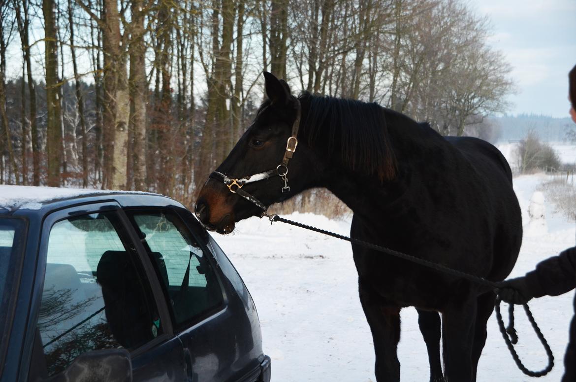 Anden særlig race Wajes Nevada - Ny bil! Den skal undersøges. billede 8