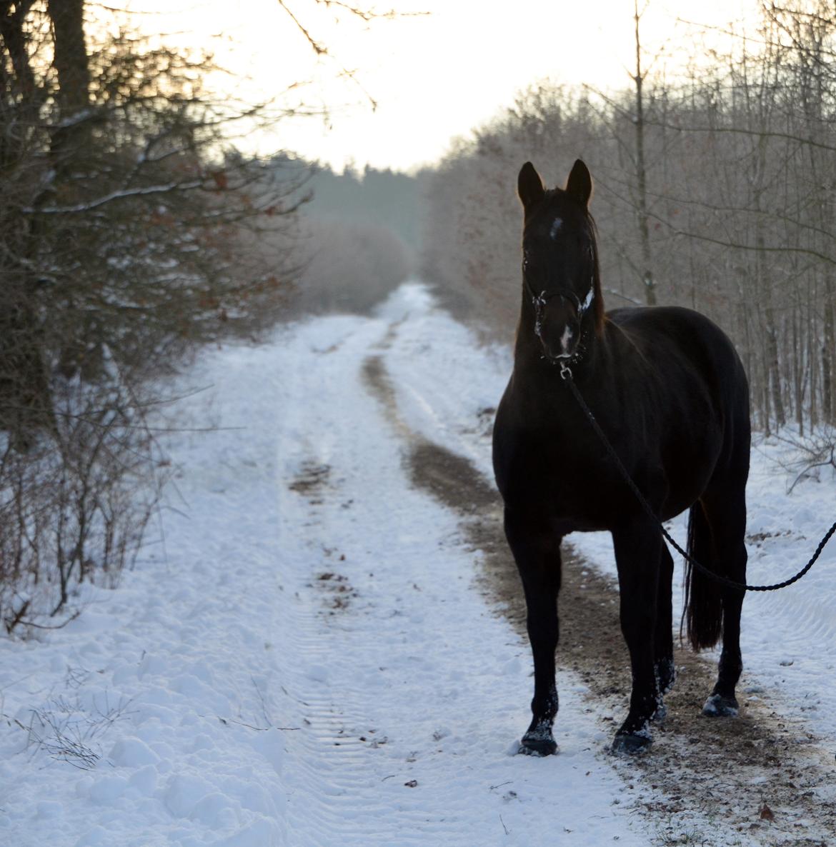 Anden særlig race Wajes Nevada billede 9