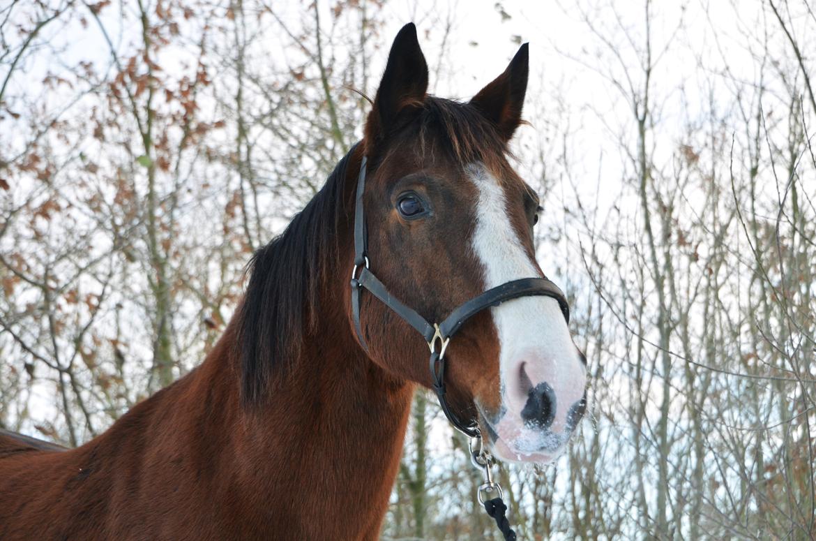 Dansk Varmblod Cenzier - Smukke dreng <3 billede 11