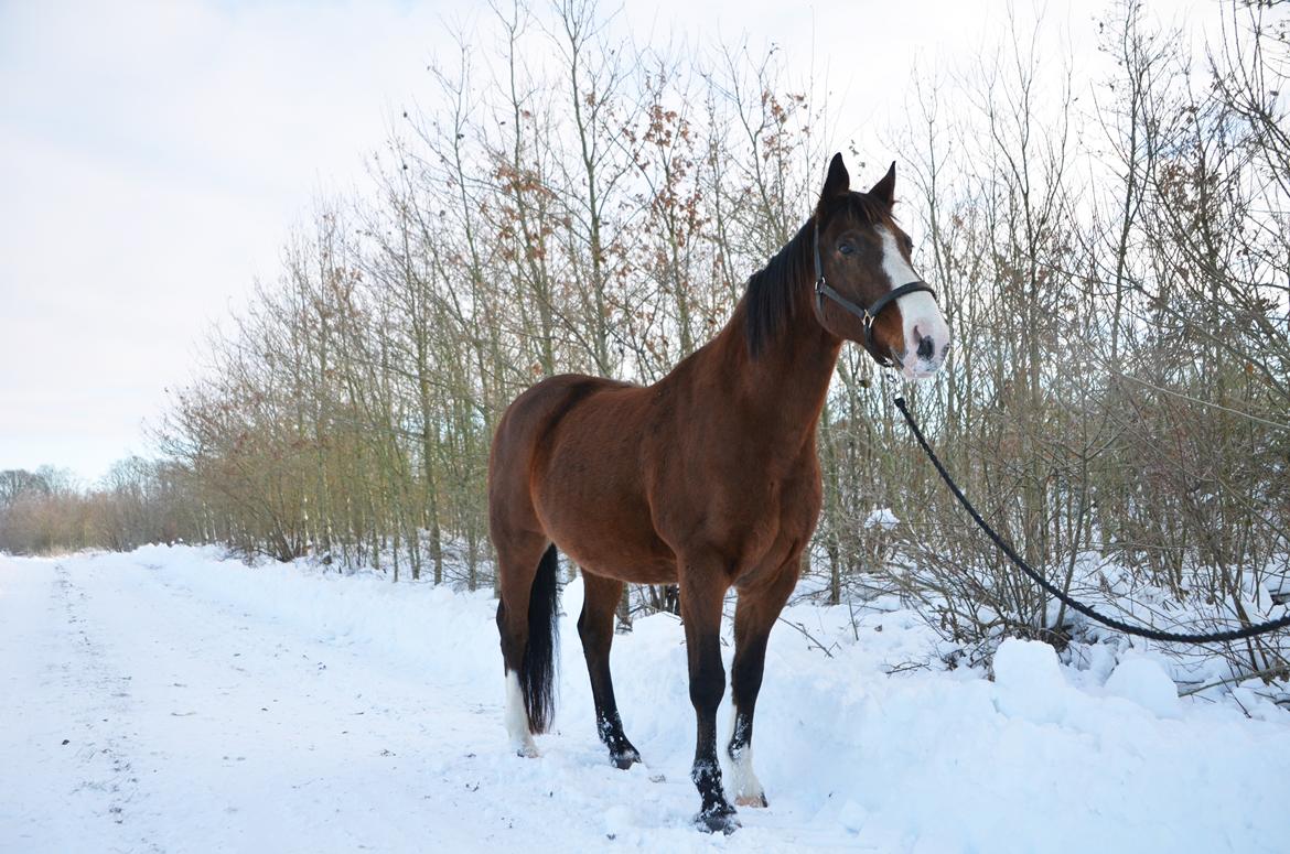 Dansk Varmblod Cenzier billede 6