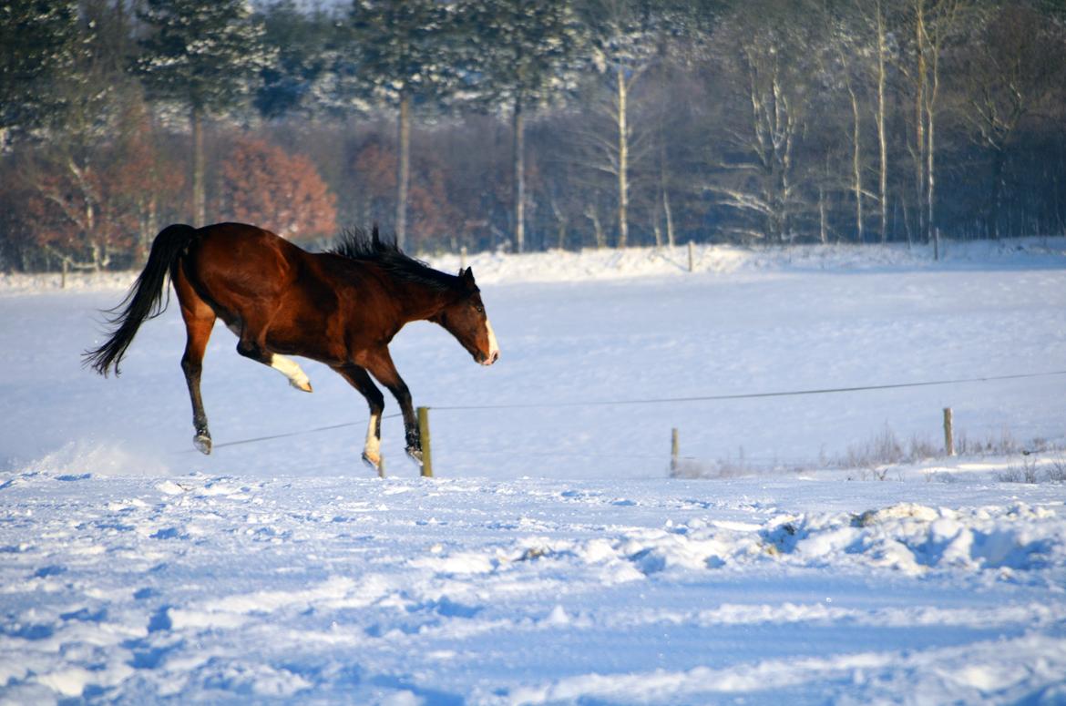 Dansk Varmblod Cenzier - Cenzier i hopla <3 billede 10