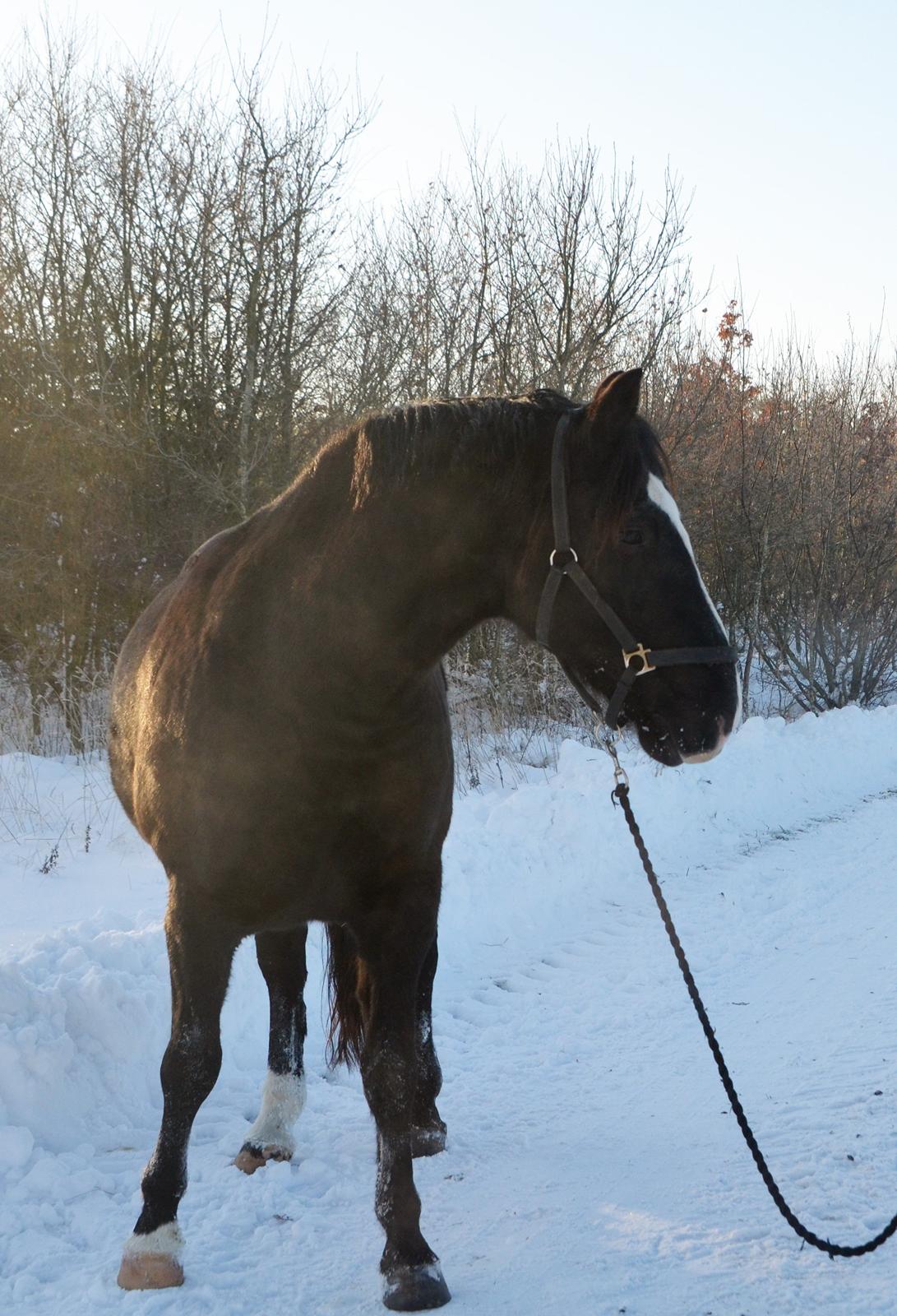 Oldenborg Chance billede 5