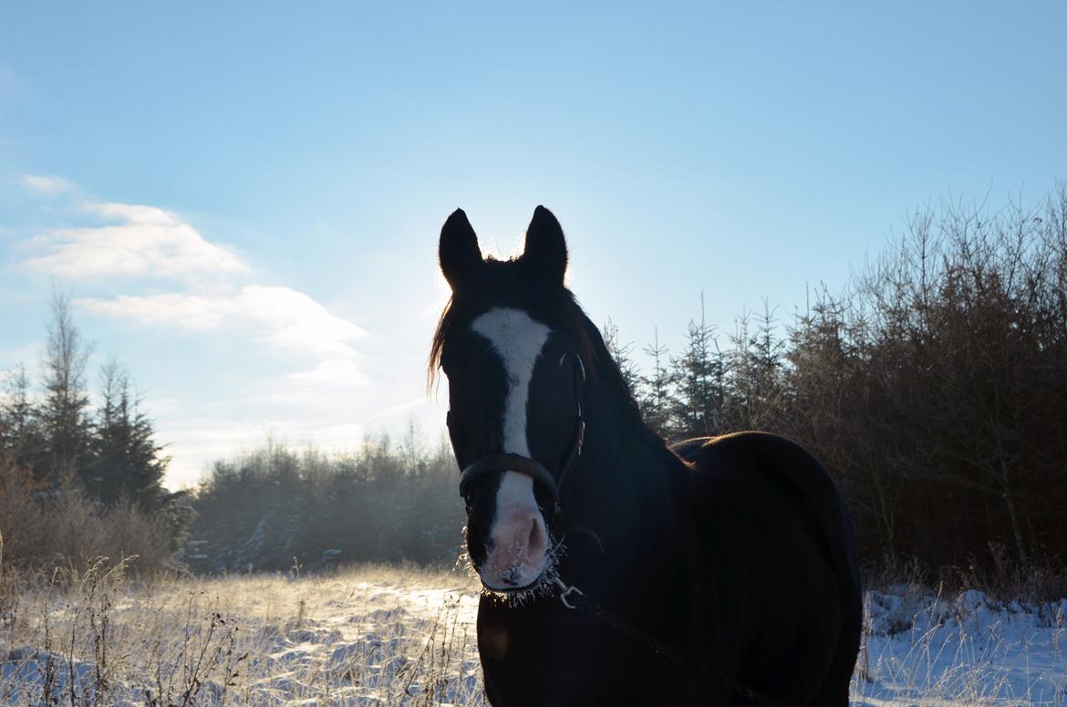 Oldenborg Chance billede 13