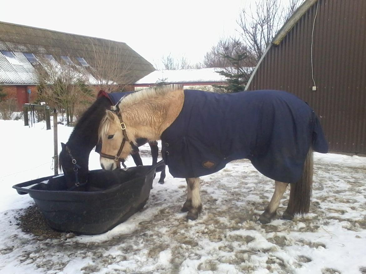 Fjordhest haxholm`s Valentino billede 4