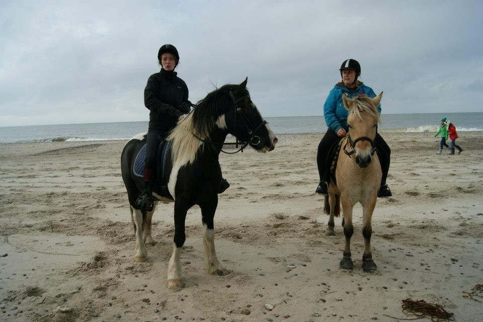 Fjordhest haxholm`s Valentino - hygge tur ved vandet sammen med hodager rideklub  billede 15
