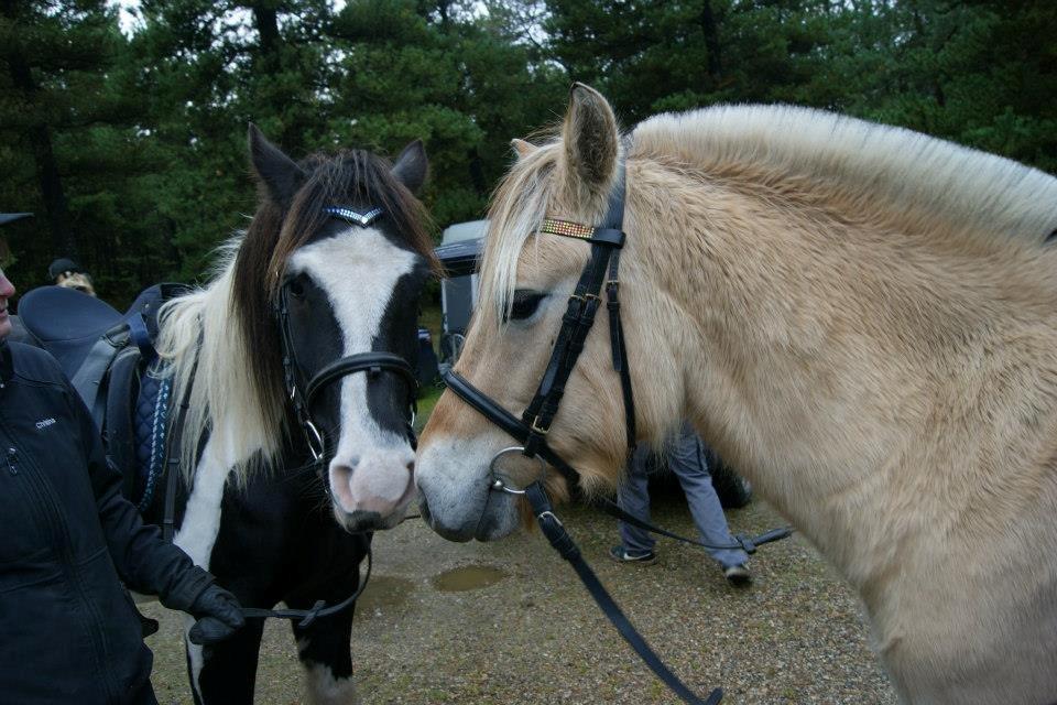 Fjordhest haxholm`s Valentino - Ja det er er så hans kæreste han er lidt bøsse  billede 18