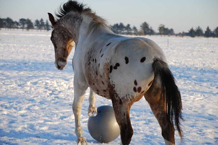 Anden særlig race Abselon - Abselon - 12/12-2012 billede 15