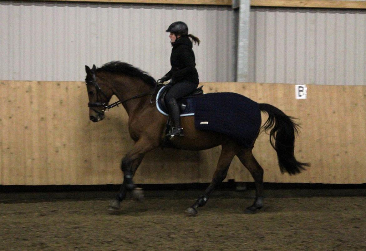 Dansk Varmblod QUENNEL - 12/12-2012 Foto: Louise Pedersen m. mit kamera billede 11