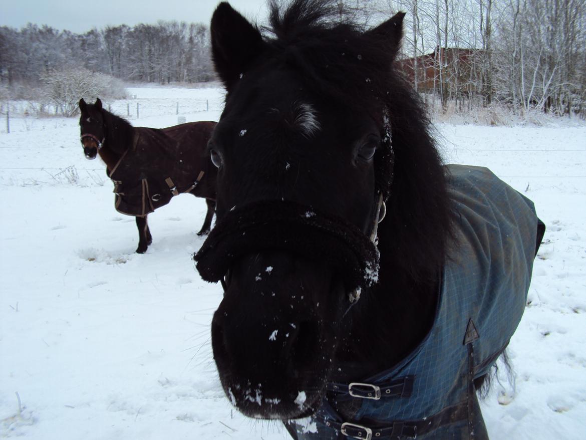 Dartmoor Valle af Fæbæk - Snevejrsdag. billede 16