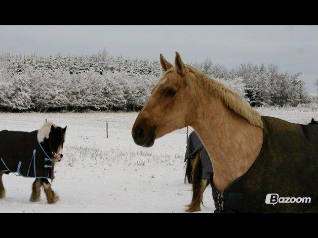 Palomino Axélls Bette Davis - Min prinsesse! <3 2. december 2012.. billede 20