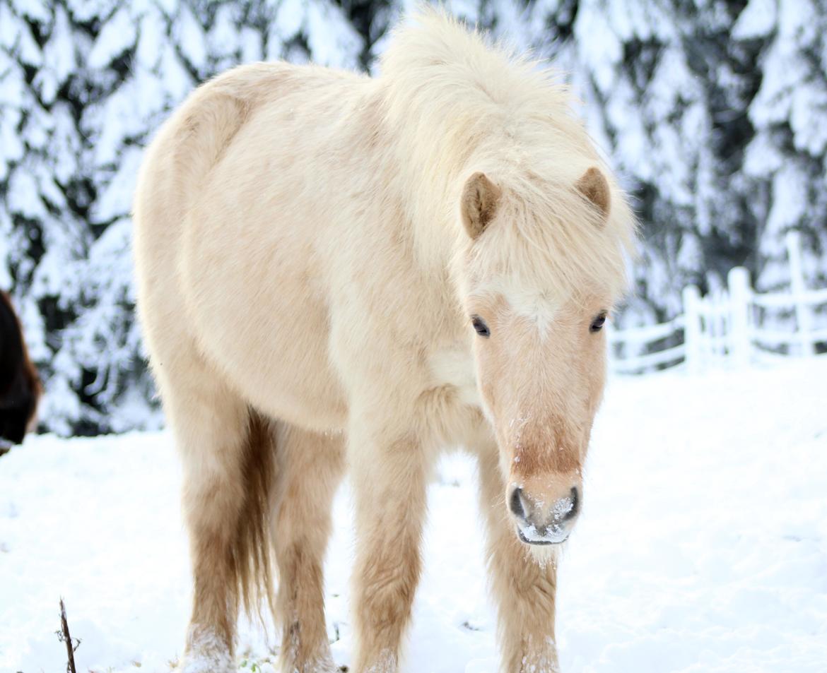 Islænder Sólfagur fra Elkjær (Christian) billede 10