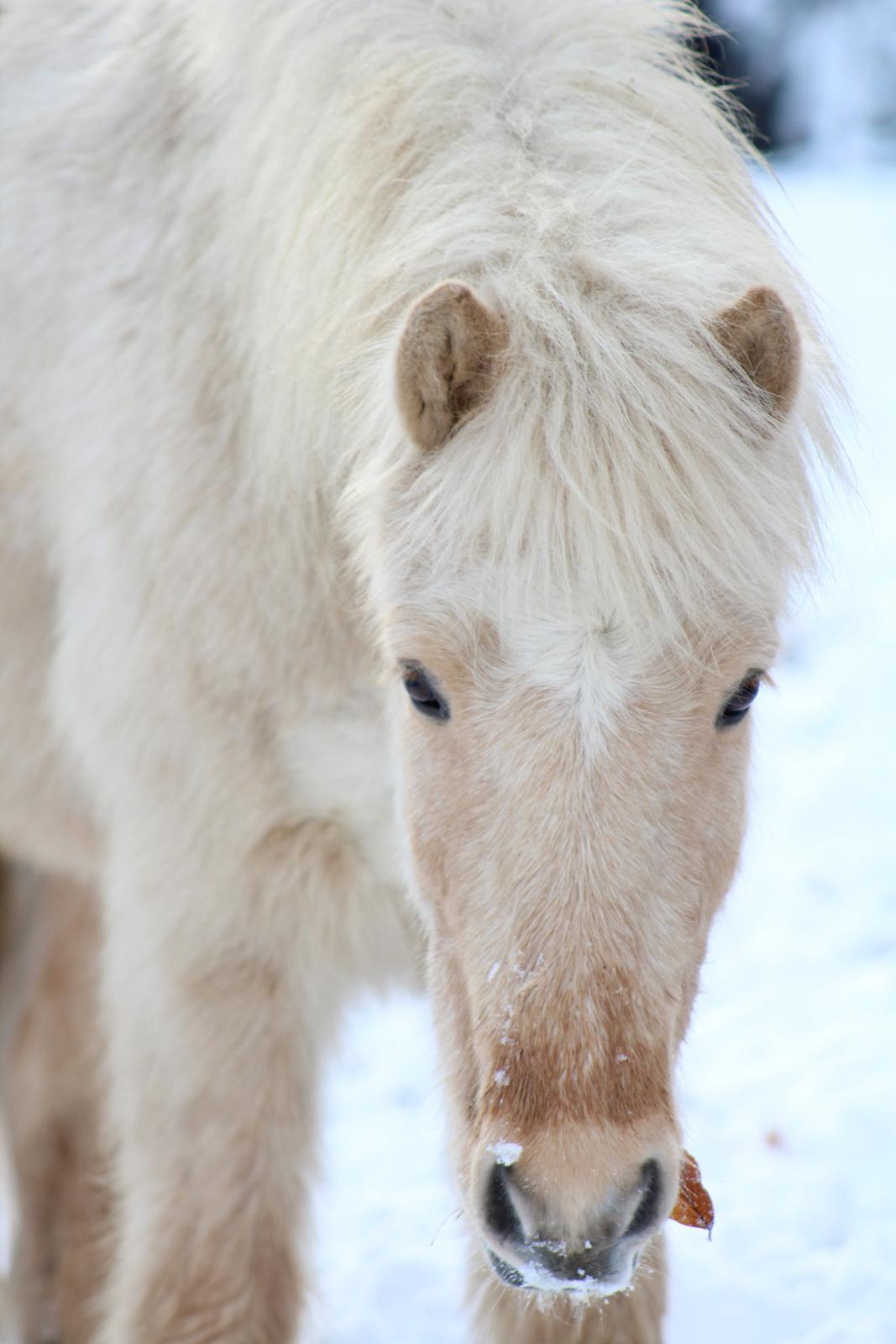 Islænder Sólfagur fra Elkjær (Christian) billede 1