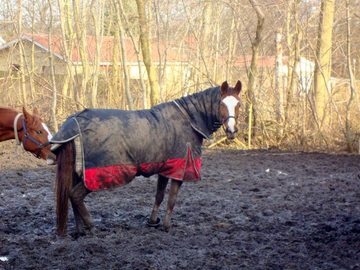 Dansk Varmblod Roma Hovgård -tidligere part - hygge på fold:) billede 10