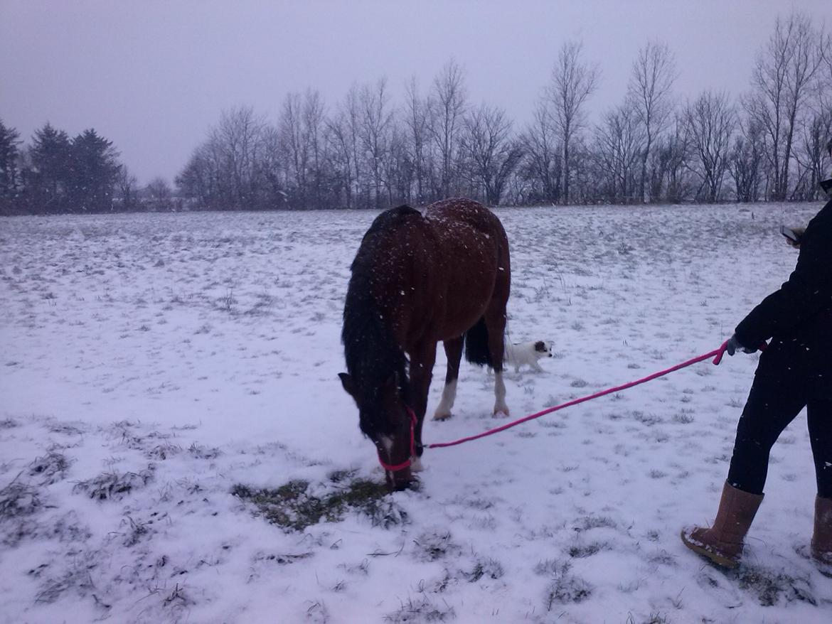 Anden særlig race silas - silas og min veninde i sneen sammen  billede 1