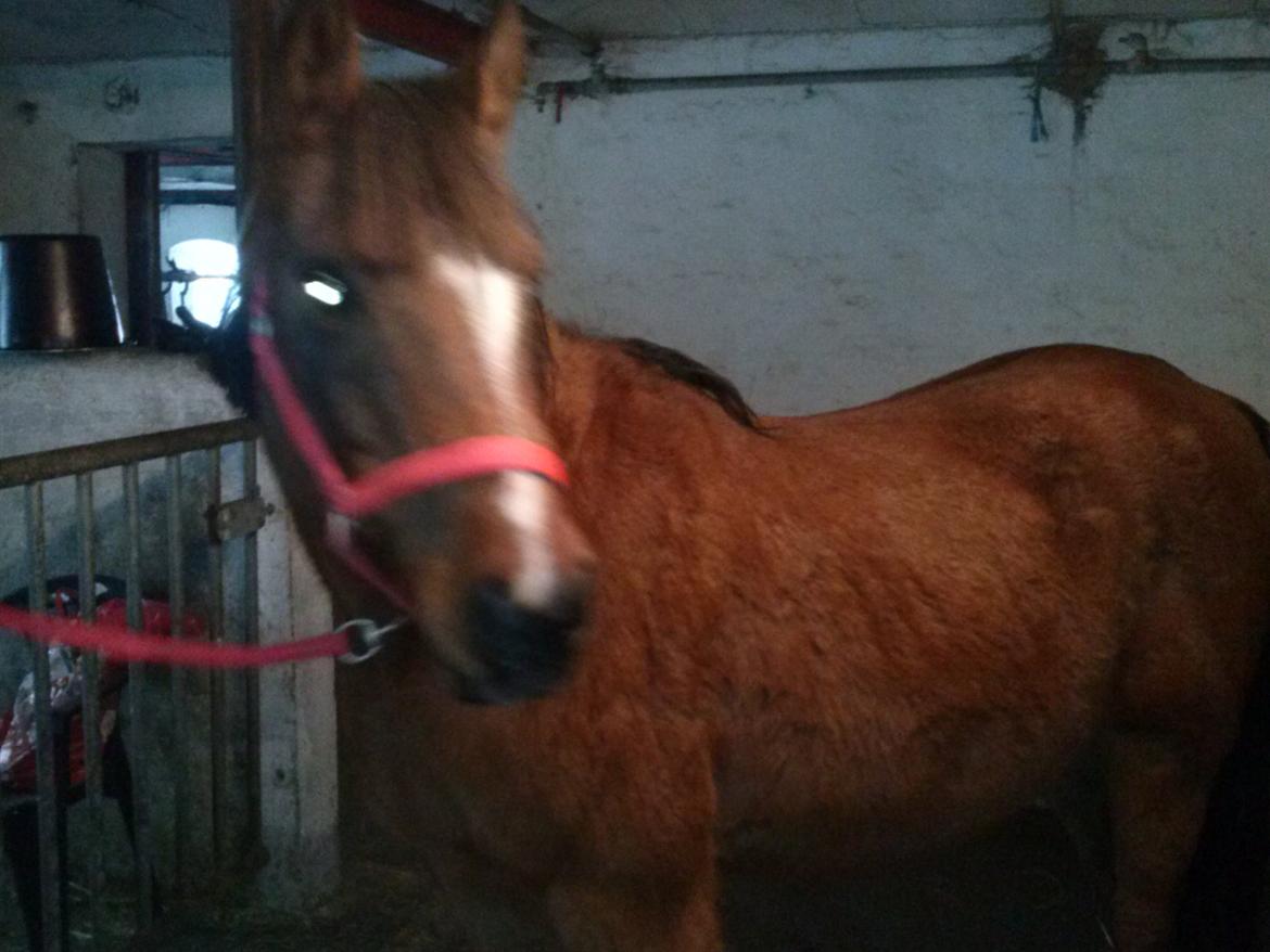 Anden særlig race silas - silas i boks efter tur i sneen billede 3