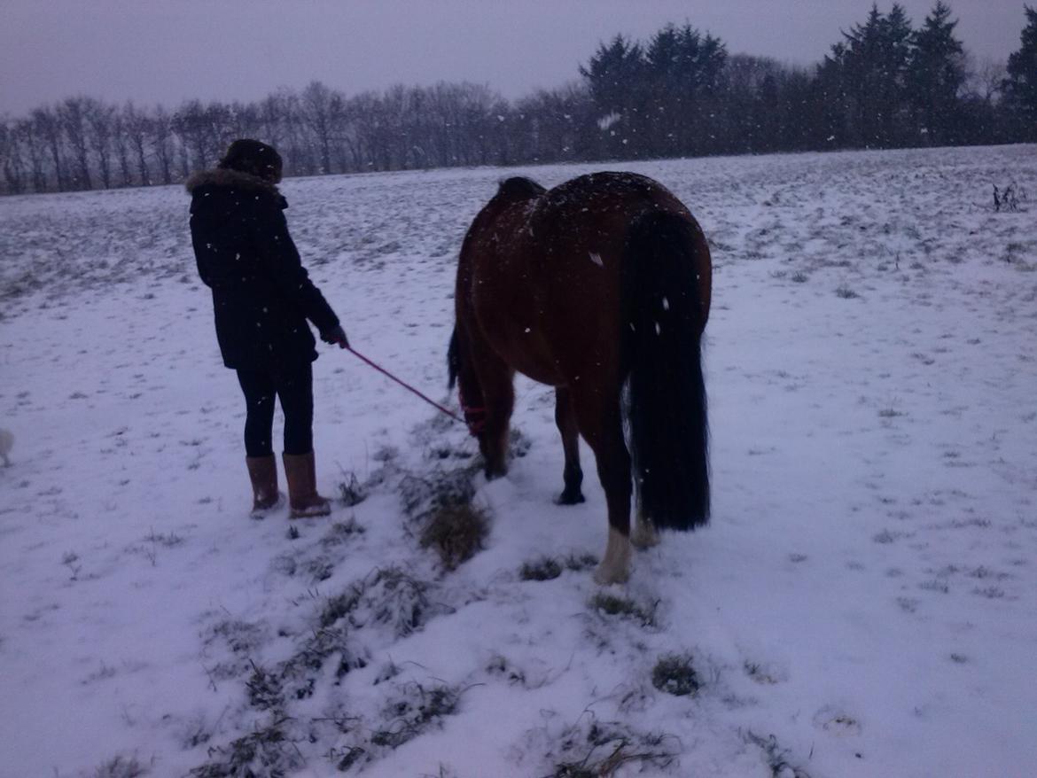Anden særlig race silas - silas på tur i sneen billede 2