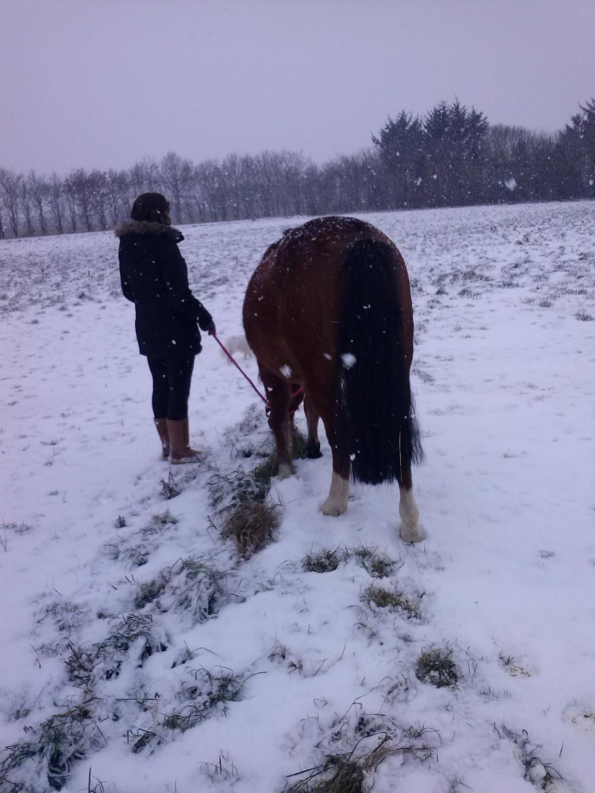 Anden særlig race silas billede 6