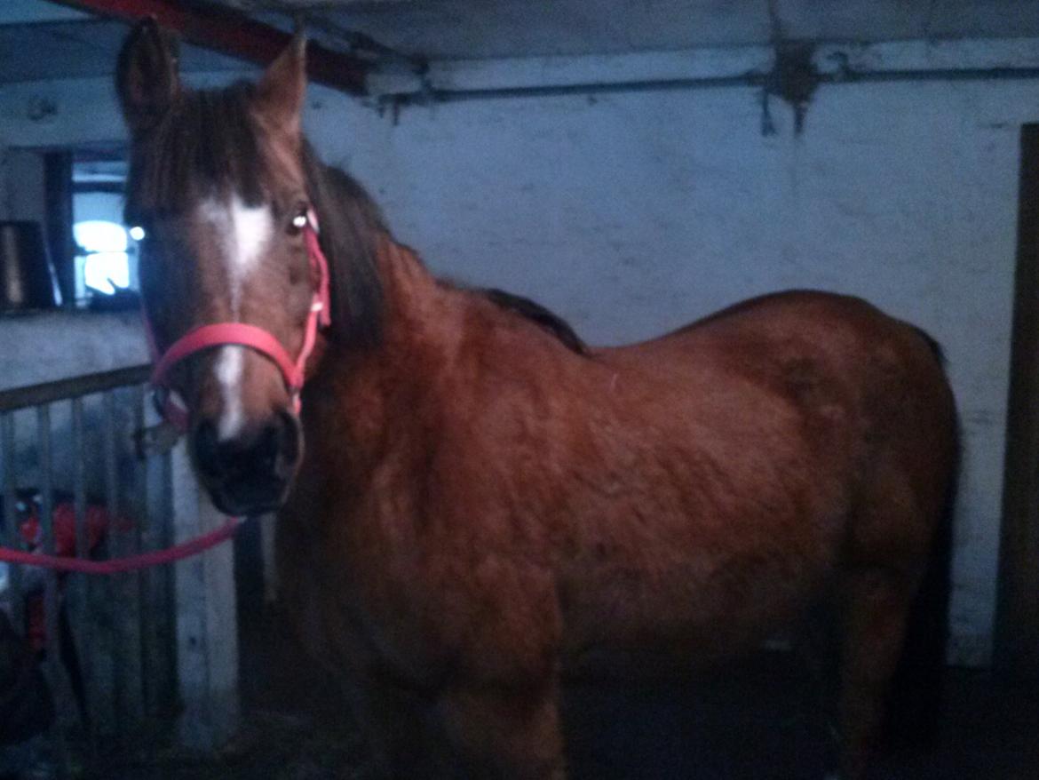 Anden særlig race silas billede 4