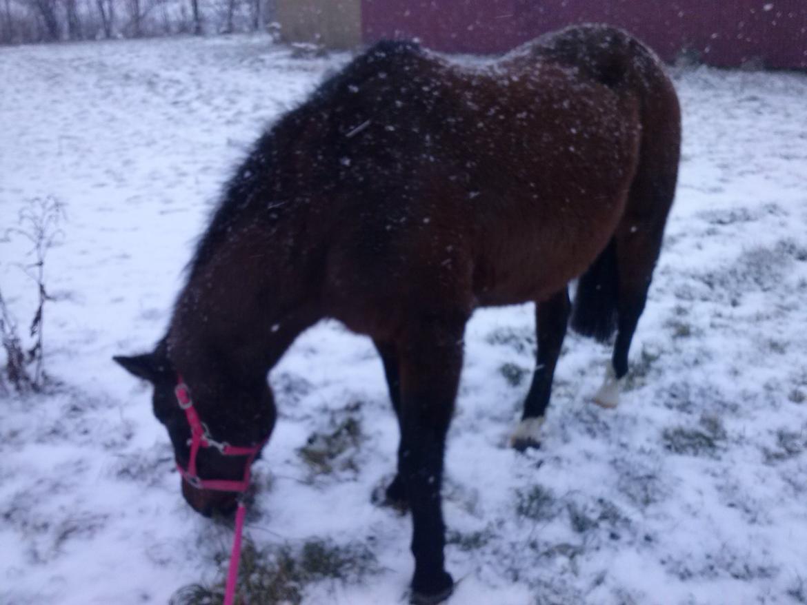 Anden særlig race miska - hun hygger sig med at få noget græs og nyder at gå tur  billede 1