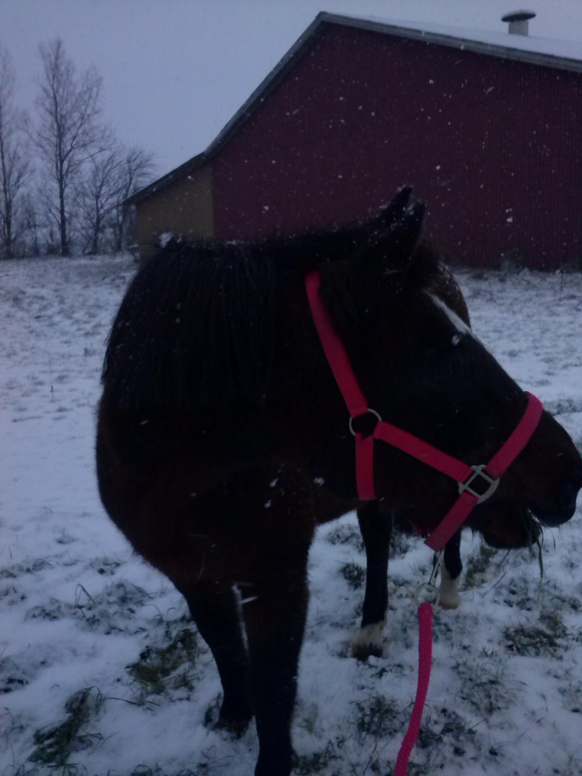 Anden særlig race miska billede 2