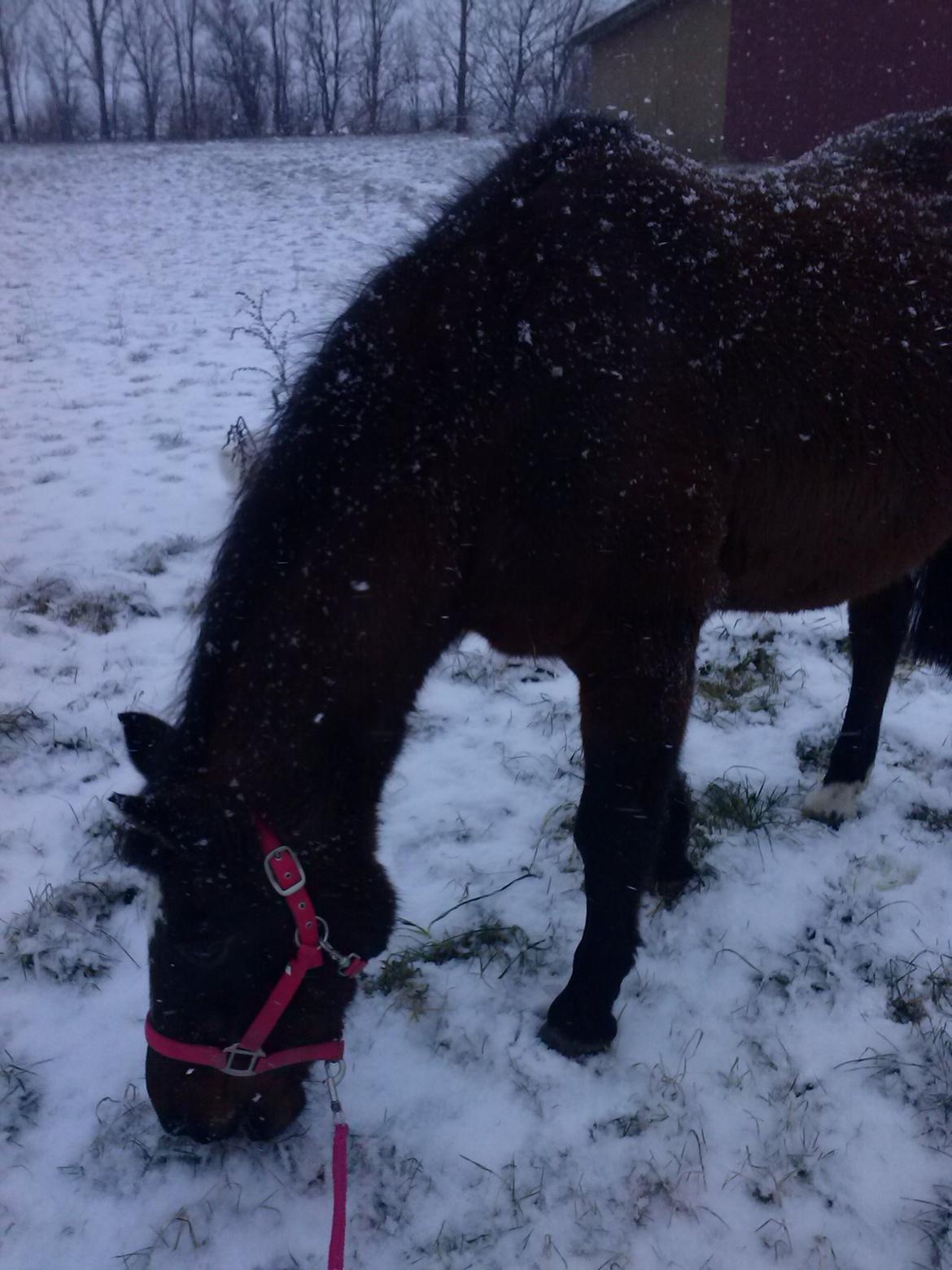 Anden særlig race miska billede 5