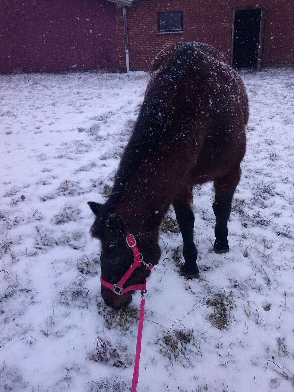 Anden særlig race miska billede 4