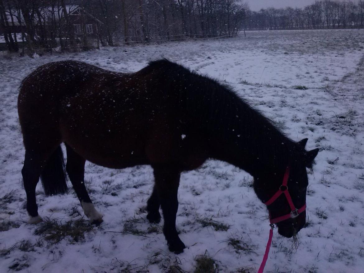 Anden særlig race miska billede 3
