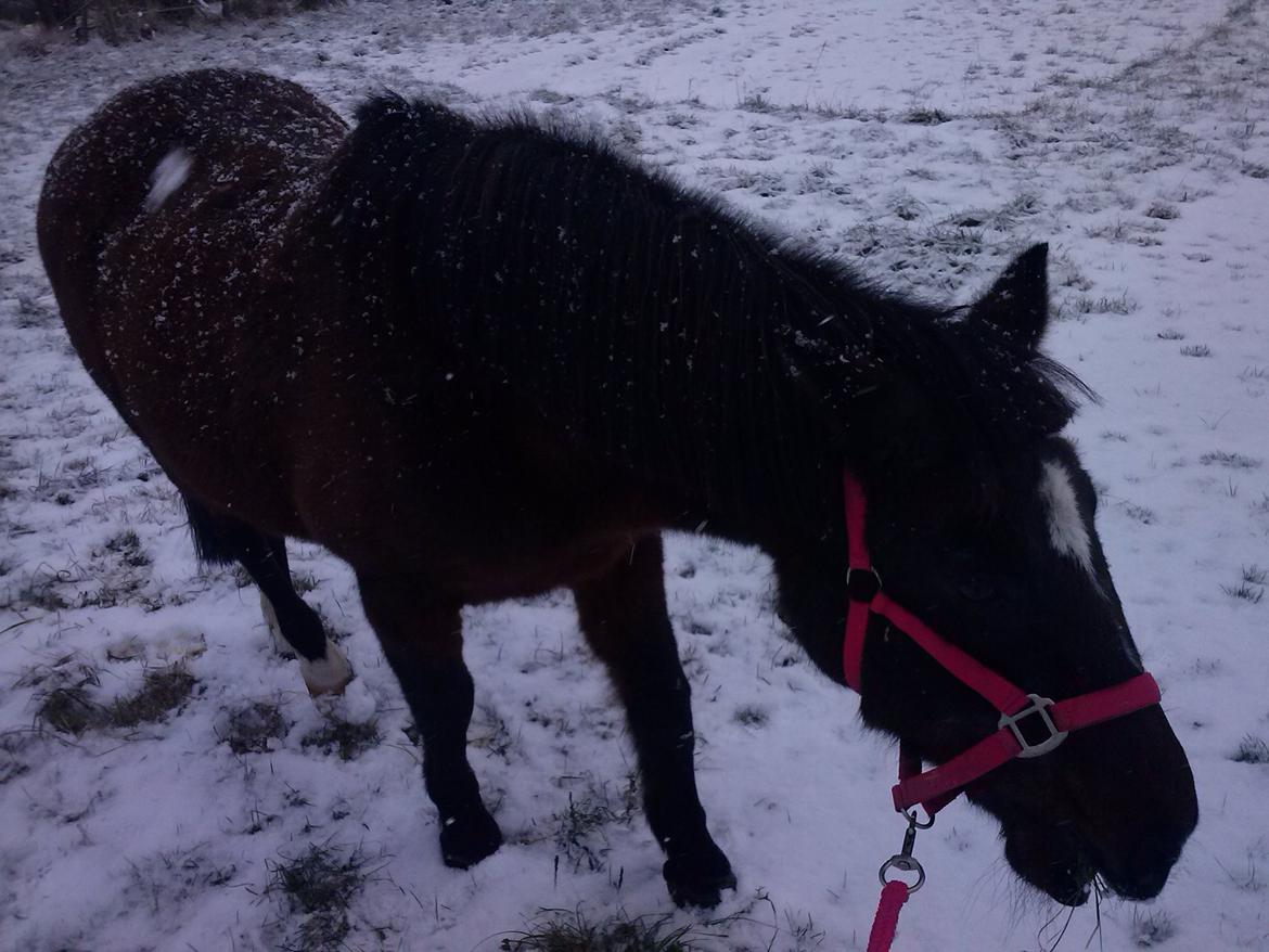 Anden særlig race miska billede 6