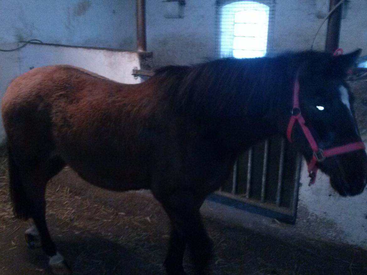 Anden særlig race miska billede 7