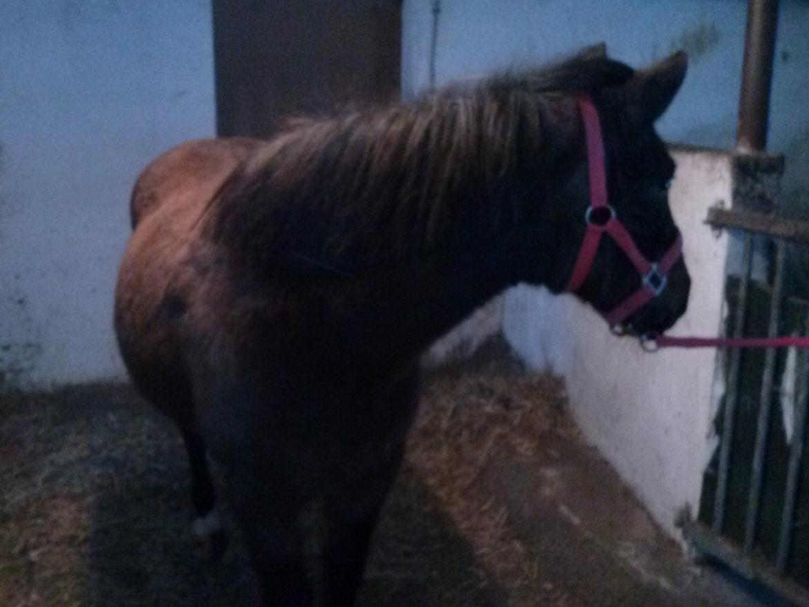 Anden særlig race miska billede 8