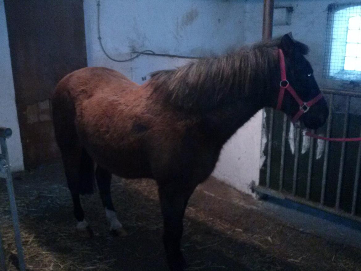 Anden særlig race miska billede 9