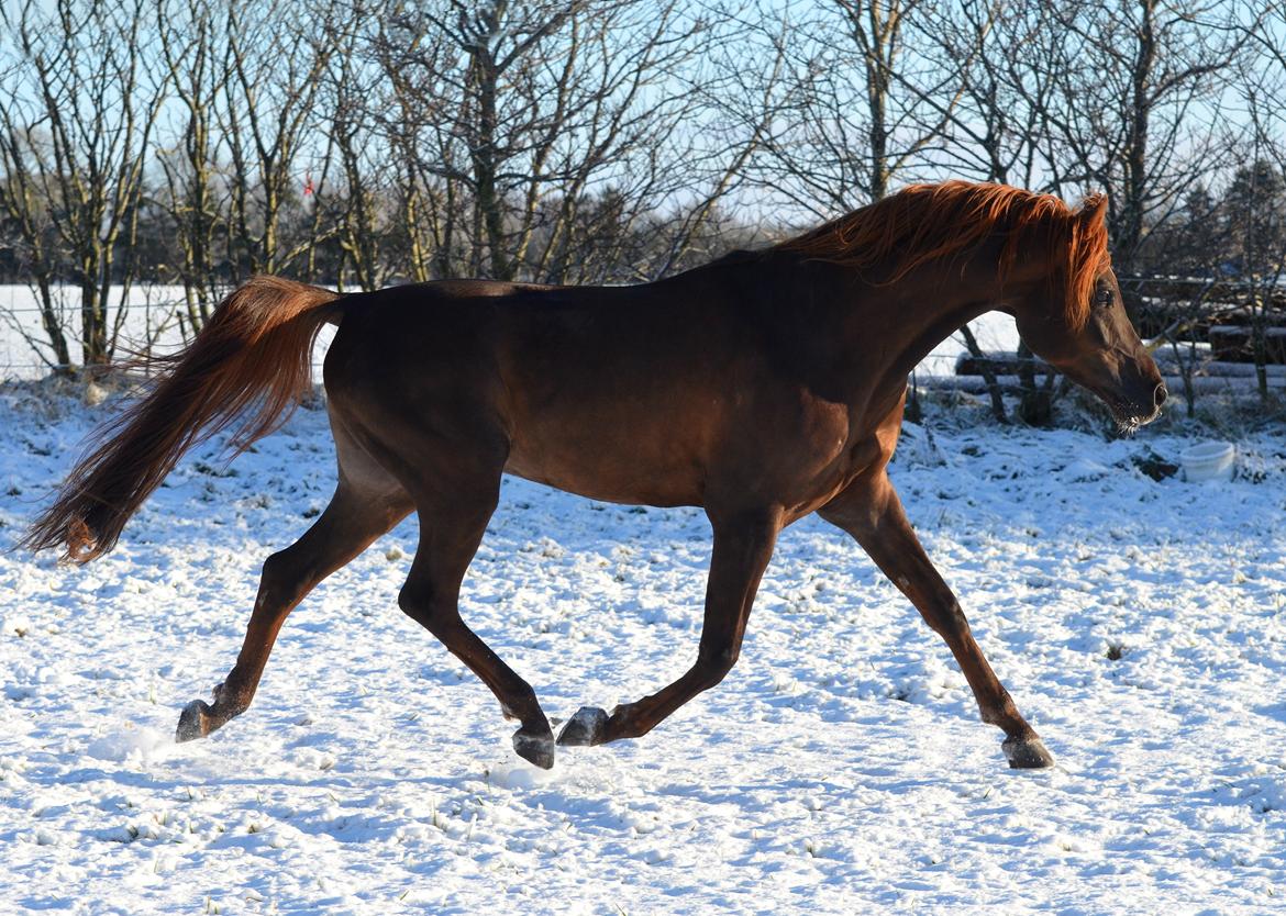 Arabisk fuldblod (OX) Kazio Fame billede 13