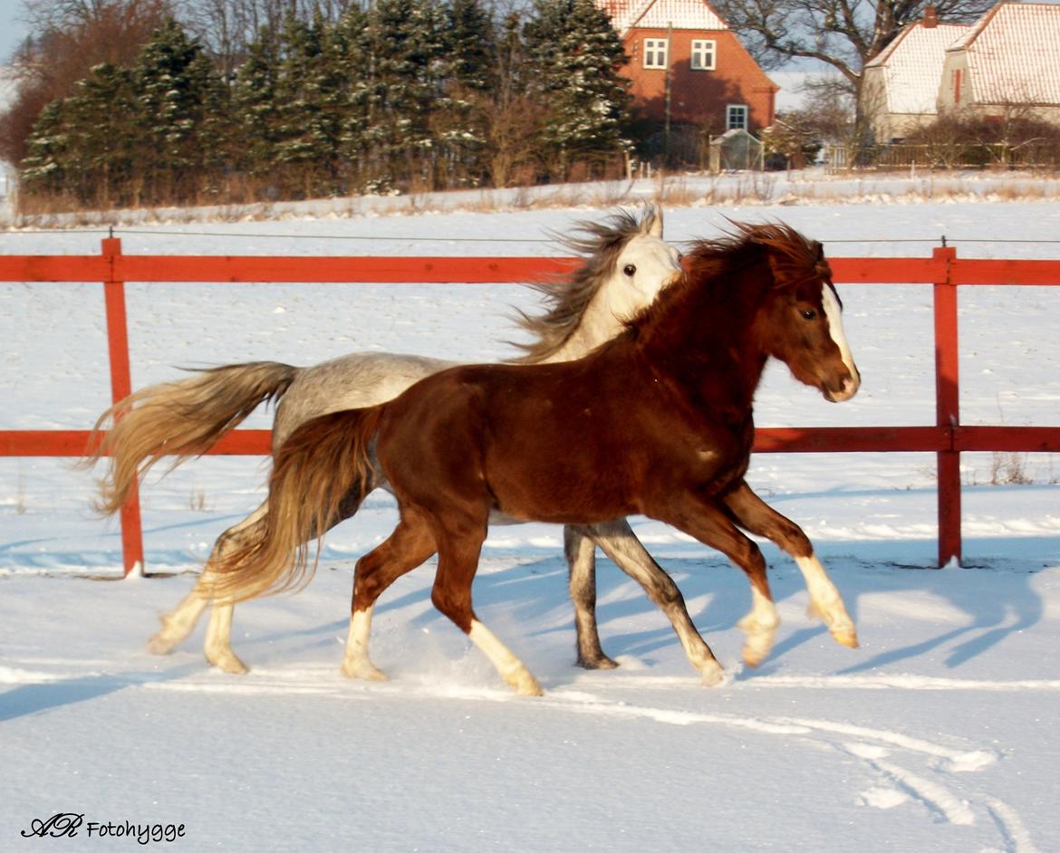 Welsh Pony (sec B) Maccoy, (Udlånt). Ejer: Annika Rosenqvist - Min dejlige Maccoy som Hingst i sneen. billede 23