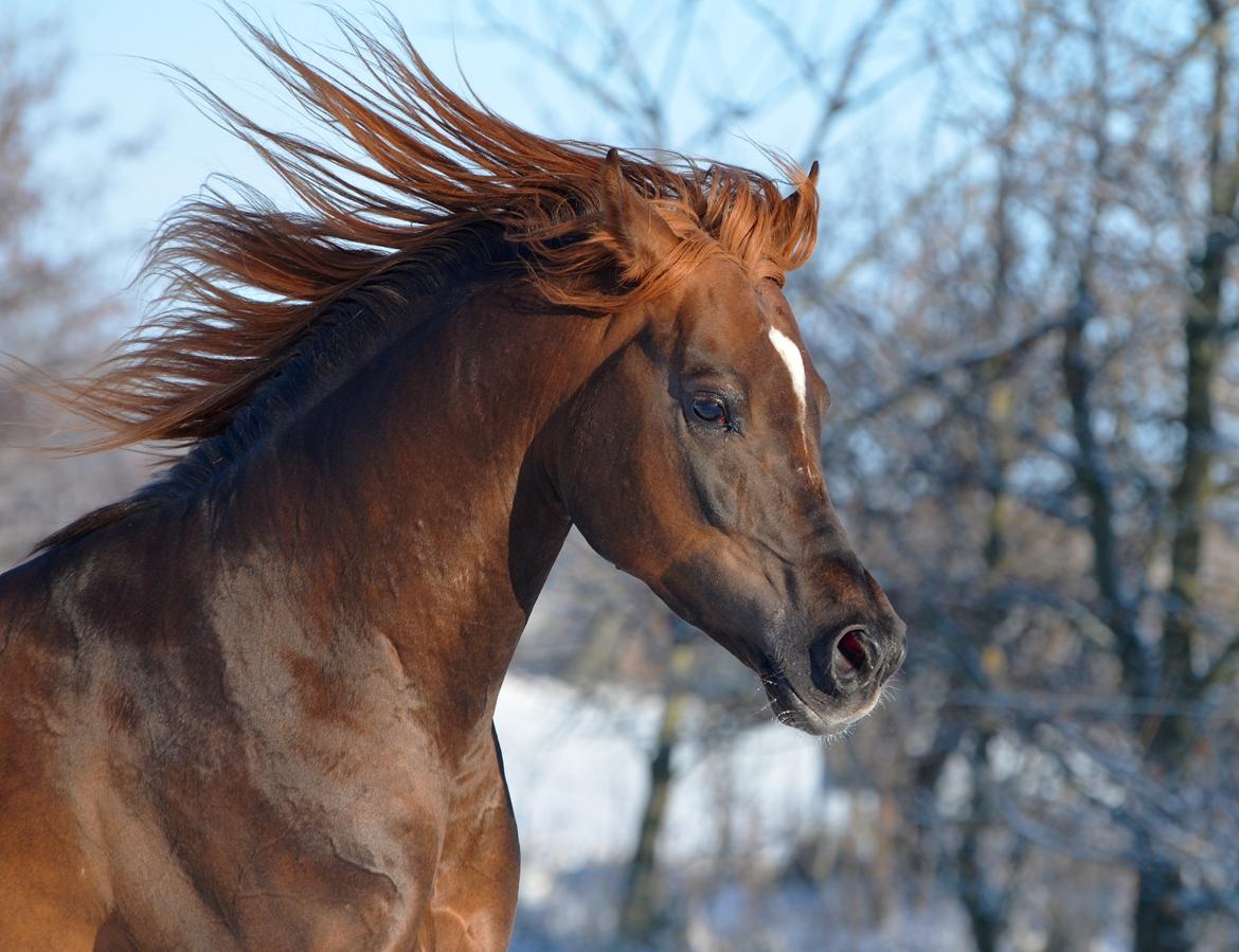 Arabisk fuldblod (OX) Kazio Fame billede 14