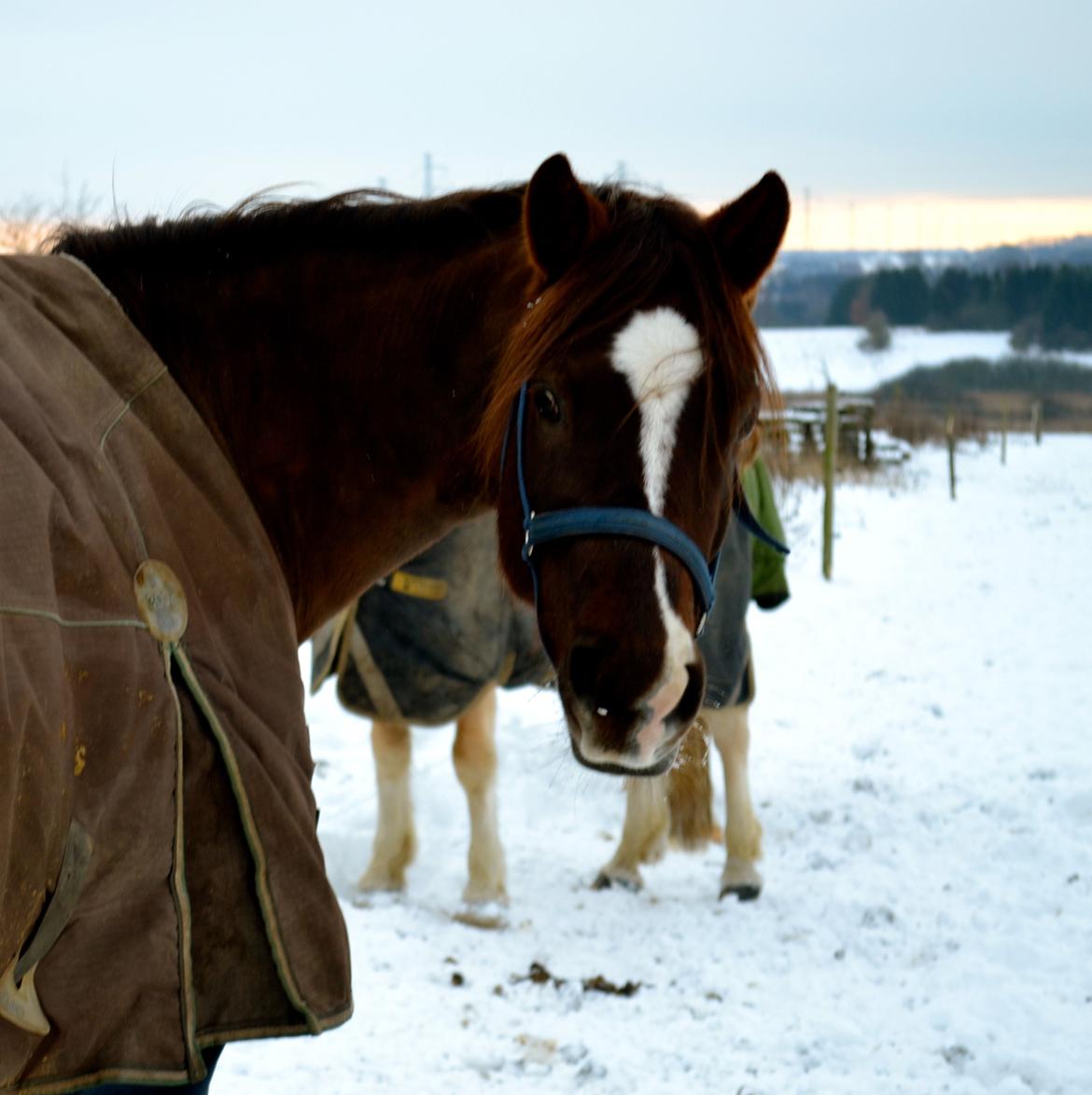 DSP Vasehøjs Kaia billede 3