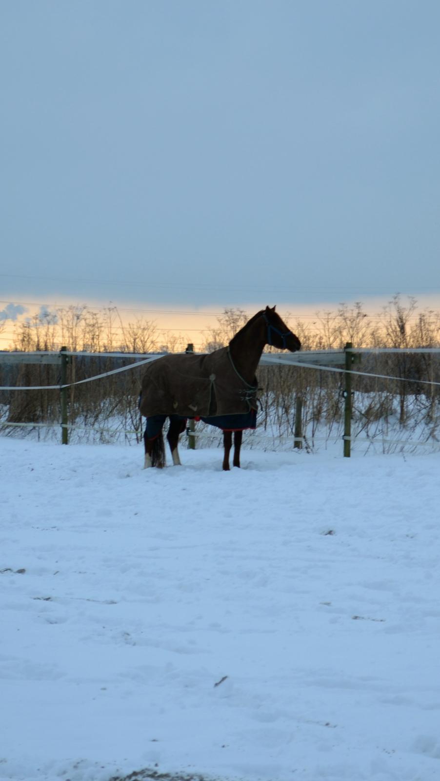 DSP Vasehøjs Kaia billede 4