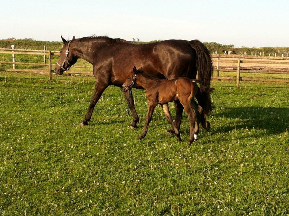 Oldenborg cindy nygård billede 5