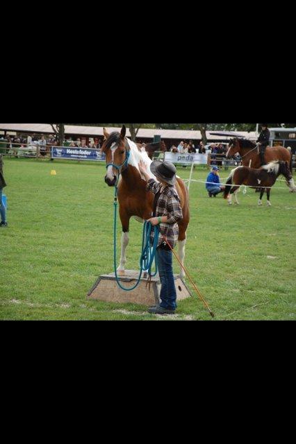 Pinto Padmé - My Soulmate - storehestedag 2012  billede 5