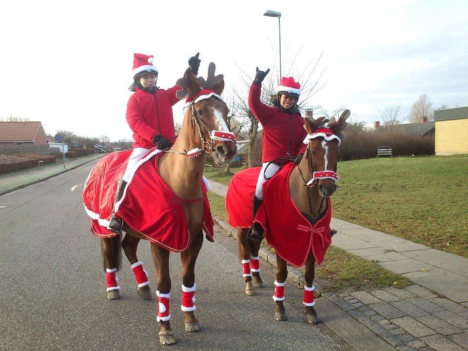Anden særlig race Milla billede 2