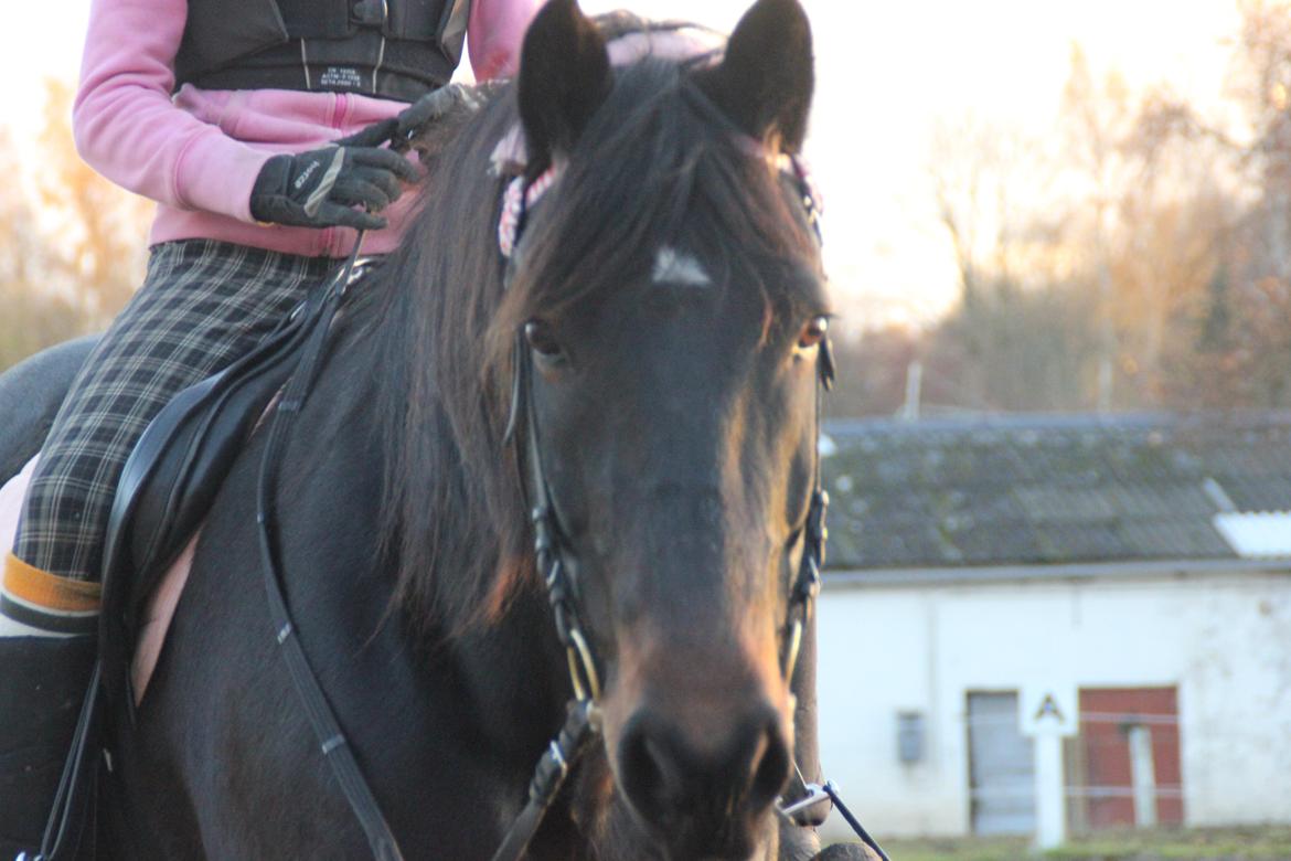 Anden særlig race Krumme *Part* billede 11