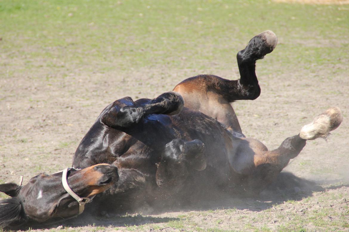 Anden særlig race Krumme *Part* billede 15