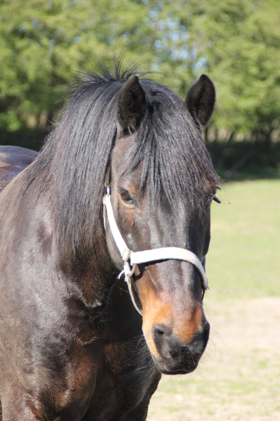 Anden særlig race Krumme *Part* billede 2