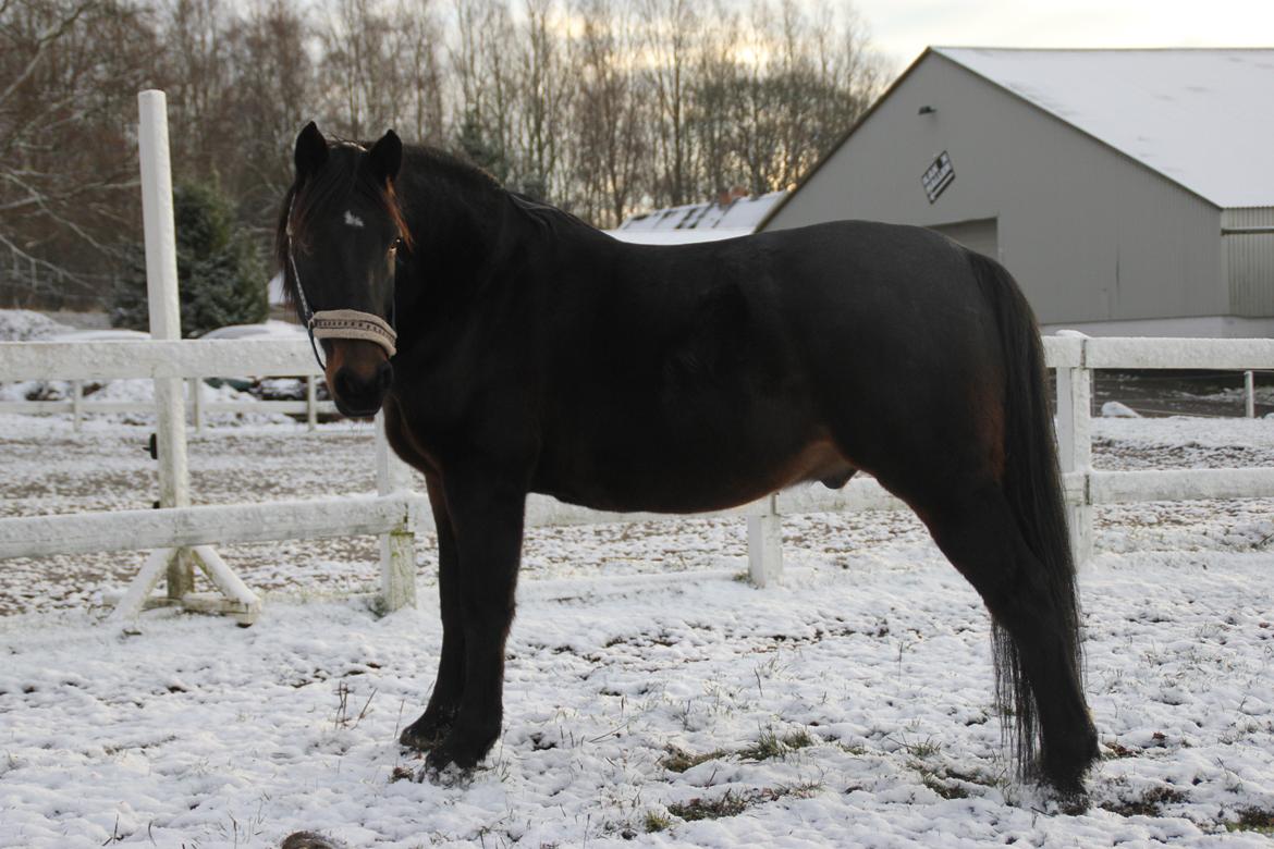 Anden særlig race Krumme *Part* billede 16