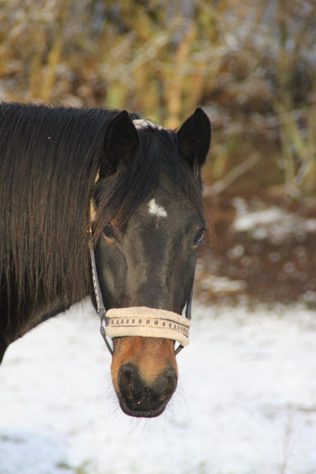 Anden særlig race Krumme *Part* billede 17