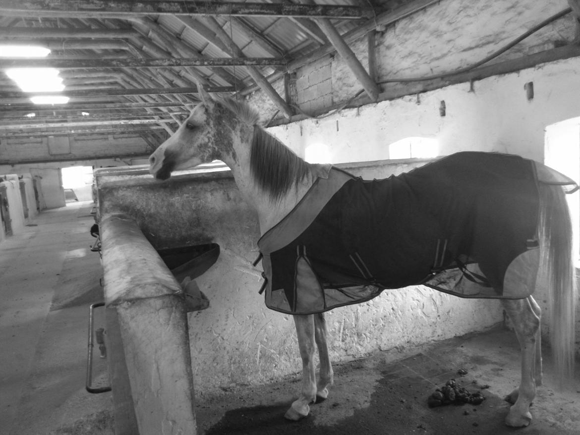 Arabisk fuldblod (OX) Wahinni ox *R.I.P. 19-08-15* - Sommer 2012 billede 19