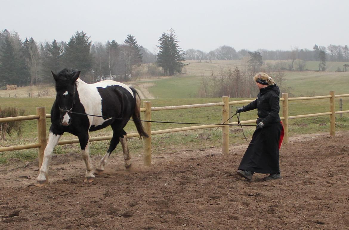 Pinto Cæser Af Korup - Efterår 2012 billede 3
