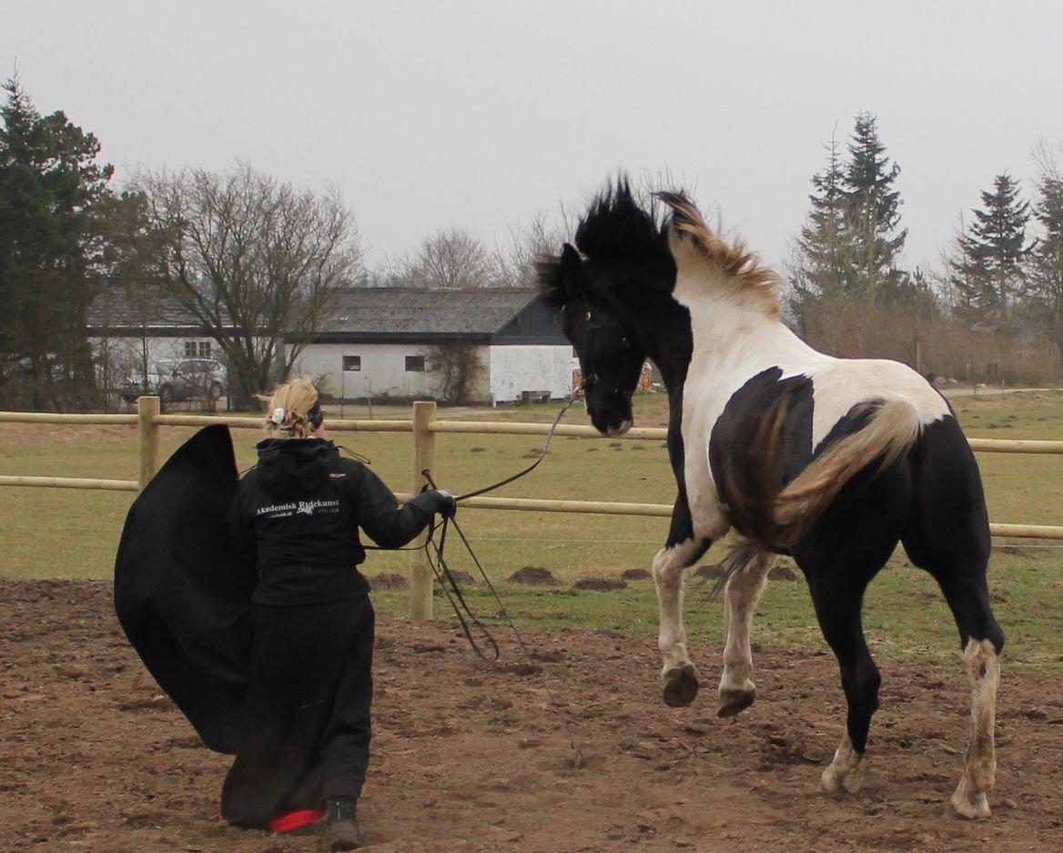 Pinto Cæser Af Korup billede 2